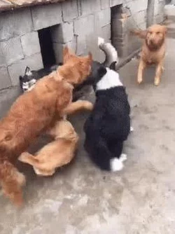 背包乱斗养狗打法升级版深度解析:玩法搭配攻略与实战技巧详解 背包乱斗养狗打法升级版深度解析:玩法搭配攻略与实战技巧详解