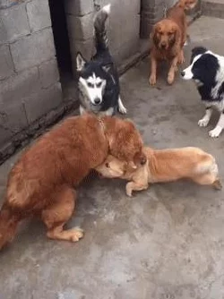 背包乱斗养狗打法升级版深度解析:玩法搭配攻略与实战技巧详解 背包乱斗养狗打法升级版深度解析:玩法搭配攻略与实战技巧详解