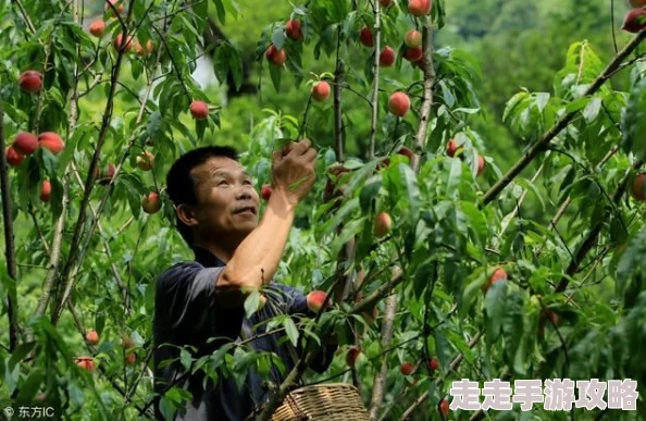 坤巴塞桃子：新一季丰收在即，果农分享种植经验与市场前景分析