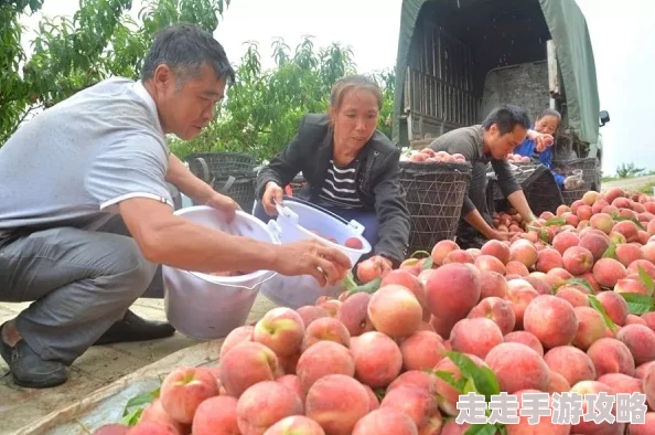 坤巴塞桃子：新一季丰收在即，果农分享种植经验与市场前景分析
