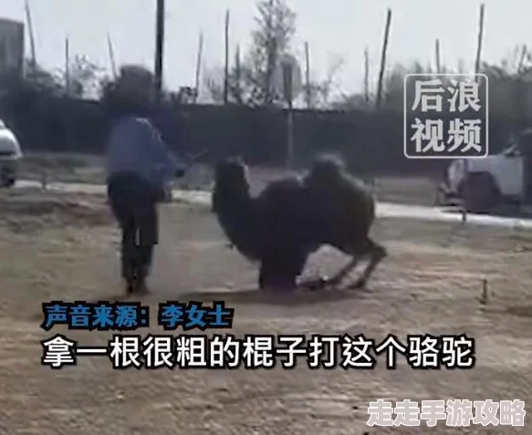 红肿粗暴撞击求饶h：目击者回忆事件经过，受害者现状令人心痛，社会反响热烈引发广泛讨论