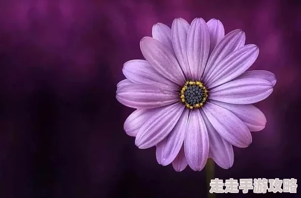 隔江犹唱后亭花gl风雨百泉心怀希望勇往直前创造美好未来
