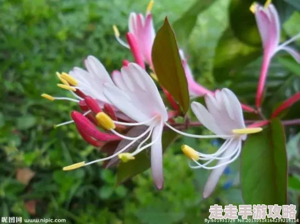 水泄不通txl金银花生活中总有阳光洒落心间让我们勇敢追梦迎接美好未来