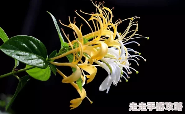 水泄不通txl金银花生活中总有阳光洒落心间让我们勇敢追梦迎接美好未来