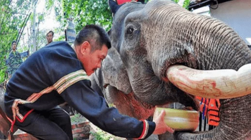 抽打阴部打出水象人勇敢追梦心怀善念共创美好未来 抽打阴部打出水象人勇敢追梦心怀善念共创美好未来