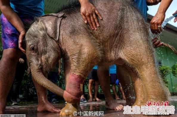 抽打阴部打出水象人勇敢追梦心怀善念共创美好未来 抽打阴部打出水象人勇敢追梦心怀善念共创美好未来