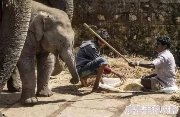 抽打阴部打出水象人勇敢追梦心怀善念共创美好未来 抽打阴部打出水象人勇敢追梦心怀善念共创美好未来