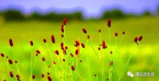 美女被草努力追求梦想，积极向上，展现自我魅力与风采，勇敢面对生活中的挑战