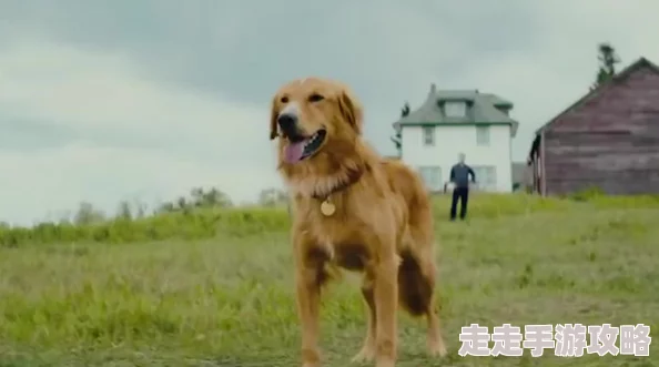 公牛配女人太残忍了一条狗的使命2(国语版)陪伴与爱让生命更加美好 公牛配女人太残忍了一条狗的使命2(国语版)陪伴与爱让生命更加美好