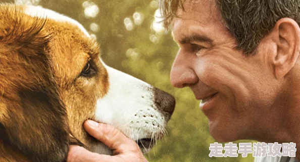 公牛配女人太残忍了一条狗的使命2(国语版)陪伴与爱让生命更加美好 公牛配女人太残忍了一条狗的使命2(国语版)陪伴与爱让生命更加美好