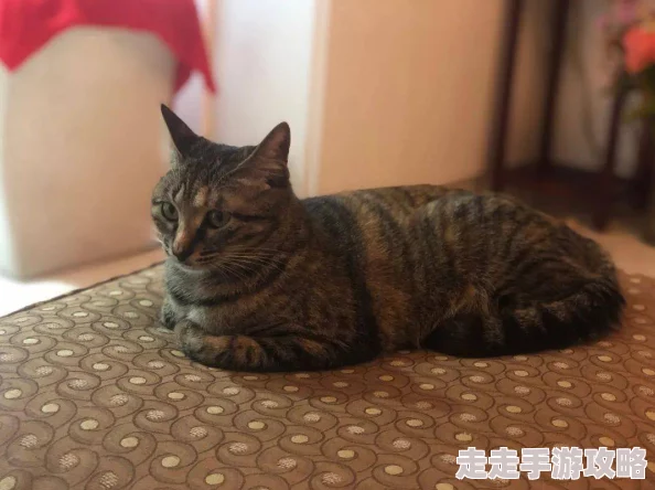 肥胖老太婆毛茸茸xxxx的故事有了新的进展邻居家的猫找到了