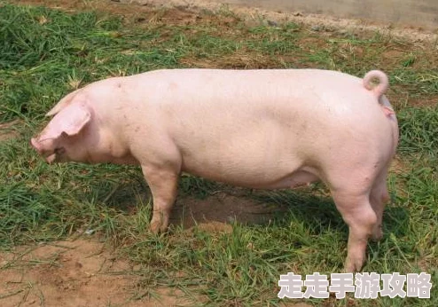 黑土的怀孕训练母猪配种成功妊娠反应明显即将进入孕中期