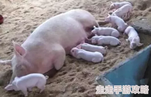 黑土的怀孕训练母猪配种成功妊娠反应明显即将进入孕中期