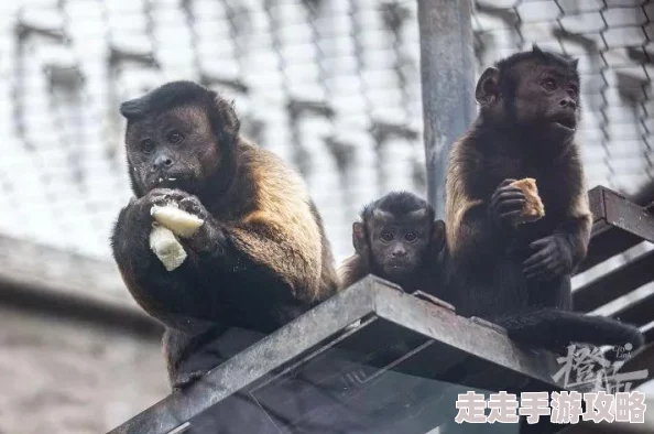 疯狂动物园帽子图鉴大全惊喜揭秘：厨师帽登场，解锁隐藏角色与奖励！