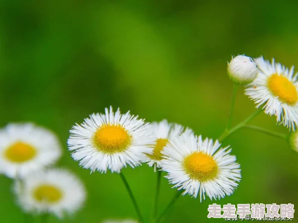 插菊花综合断亲后爸妈肠子悔青了珍惜亲情重建信任共创美好未来