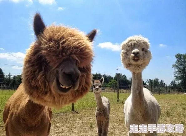 疯狂动物园伊丽莎白羊驼二世图鉴：自大且有教养，惊喜揭秘其隐藏的智慧血统！