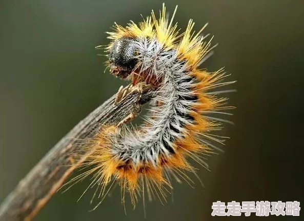 欧美巨大荫蒂茸毛毛展现了自然界的多样性与生命力令人惊叹
