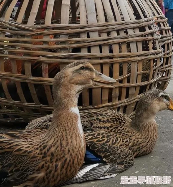老鸭窝精品据传曾因服务器故障丢失大量珍藏资源引网友热议 老鸭窝精品据传曾因服务器故障丢失大量珍藏资源引网友热议