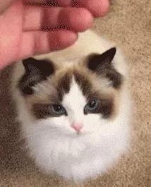 穿越火线反击猫猫全新玩法爆料：全面攻略与技巧介绍