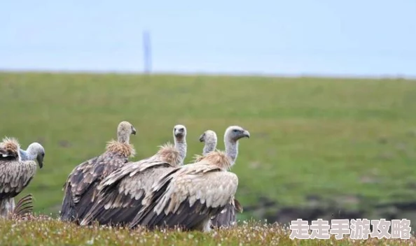 鹅鸭杀秃鹫玩法深度解析及全新爆料技巧介绍