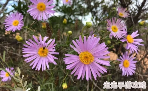 野花影院手机观看资源丰富更新及时画质清晰流畅度高方便快捷 野花影院手机观看资源丰富更新及时画质清晰流畅度高方便快捷