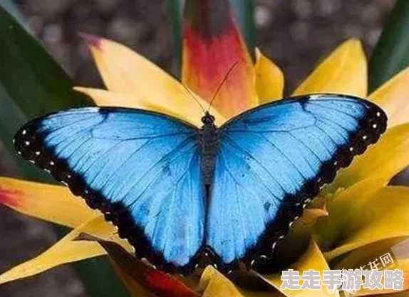 万灵传说最新爆料:最强女神排名及顶尖女神推荐介绍 万灵传说最新爆料:最强女神排名及顶尖女神推荐介绍